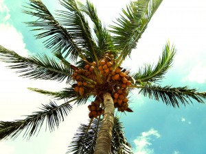 palm tree