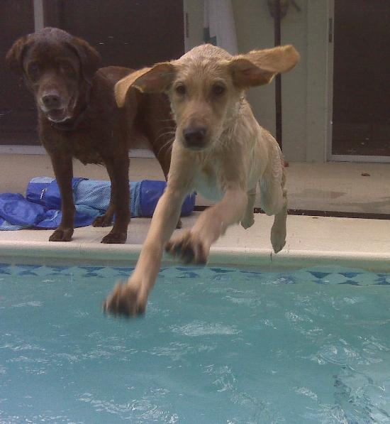 Gunner- Paws in the Pool